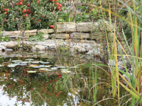 Teich im naturnahen Garten